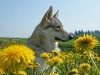 dscf9341b_resize