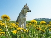 dscf9342b_resize