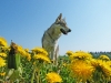 dscf9346b_resize