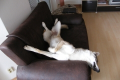 Amee 1/2 roku