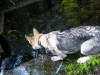 dscf4929_resize