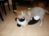 dscf4613_resize