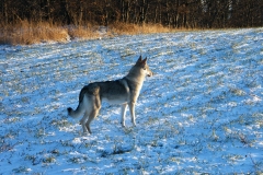 Amee 3/4 roku